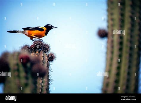 The Venezuelan Troupial Icterus Icterus Is The National Bird Of