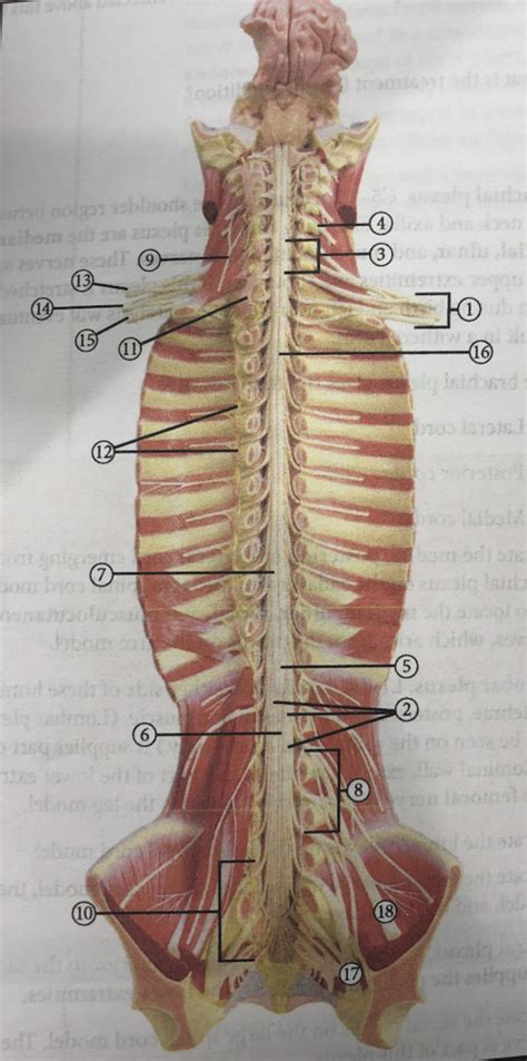 Longitudinal Section Of Spinal Cord Model Diagram Quizlet