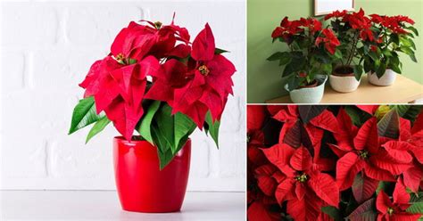 how to make poinsettias turn red
