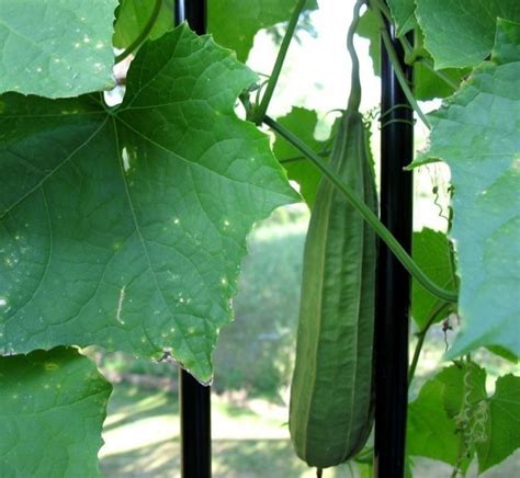 Luffa Esponja Vegetal Planting Vegetables Luffa Plant Leaves