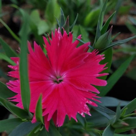 Pfingst Nelke Rubin Dianthus Gratianopolitanus Rubin