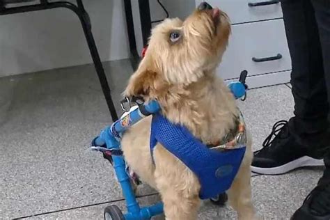 Cão abandonado após ficar paraplégico ganha cadeira de rodas feita por