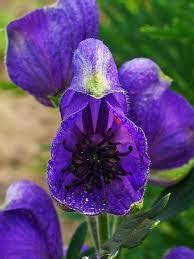 Herbs-Treat and Taste: ACONITE, POISONOUS PLANT: HISTORY OF USES OF ...