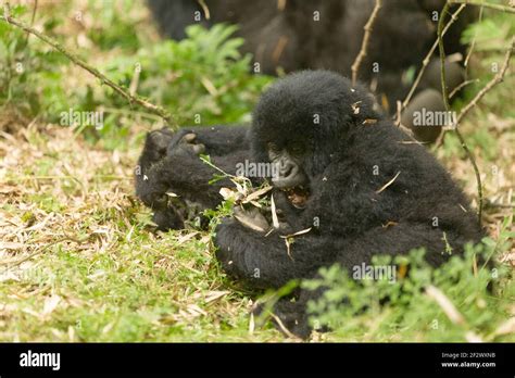 Baby Mountain Gorillas Gorilla Beringei Beringei From Agashya Group