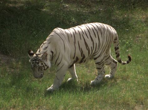 delhi zoo | (DI Images)