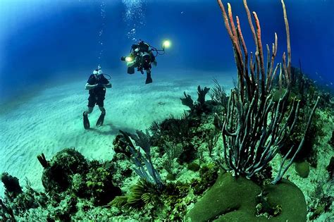 fish, scuba diving, underwater, diving, reef, ocean, marine, dive