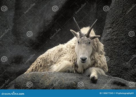 American Mountain Goat, Oreamnos Americanus Stock Image - Image of ...