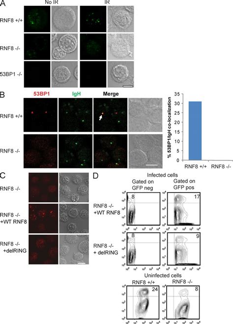 53BP1 Foci Formation At Sites Of CSR Is RNF8 Dependent A RNF8