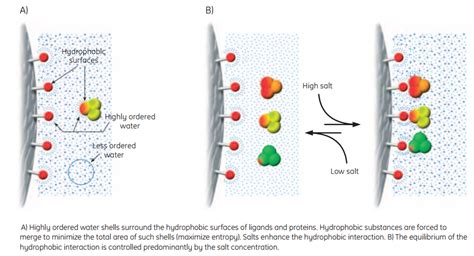 Bio Resource Hydrophobic Interaction Chromatography Theory And Principle