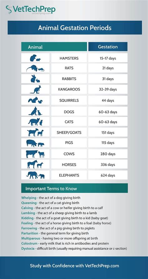 Mammal Gestation Period Chart