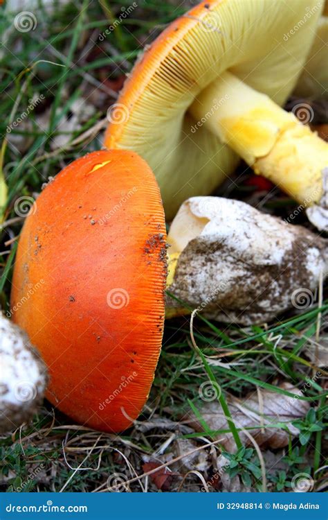 Amanita Caesarea Stock Photo Image Of Edible Branches 32948814