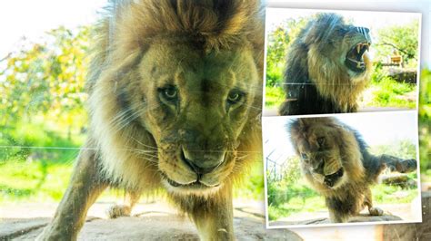 Perth Zoos New Male African Lion Jelani Settles Into Enclosure Ahead