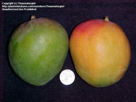 Plantfiles Pictures Manera Common Mango Indian Mango Kent