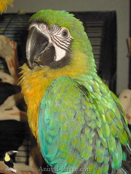 The Miligold Macaw Is A Cross Between A Blue And Gold Macaw And A