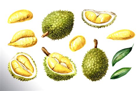 Durian Watercolor Collection