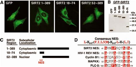 Figure 1 From Interphase Nucleo Cytoplasmic Shuttling And Localization