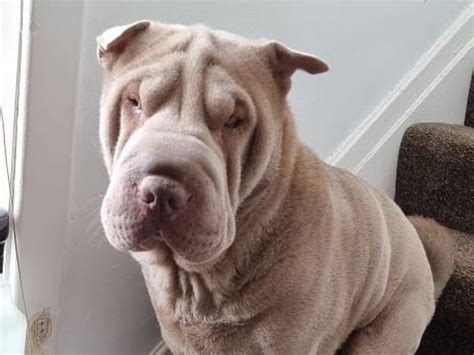 Is A Shar Pei A Dangerous Dog