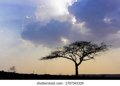 Leaf Less Tree Silhouette Cloudy Sky Stock Photo 1707341329 Shutterstock