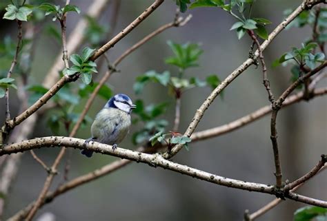Premium Photo Nesting Blue Tits In The Woods