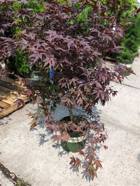 Emperor Japanese Maple Tree Natty Garden