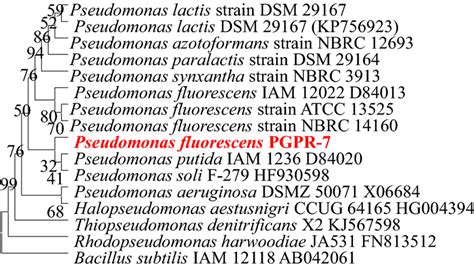 Neighbor Joined Phylogenetic Tree Of Pseudomonas Fluorescence PGPR 7