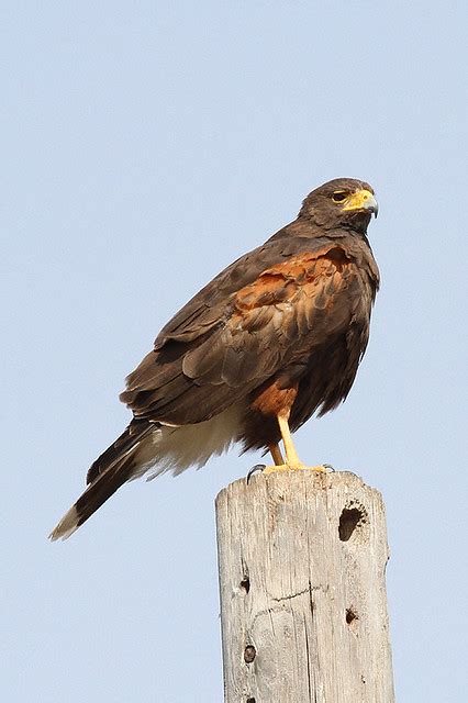 Harris S Hawk Laguna Atascosa National Wildlife Refuge Te Flickr