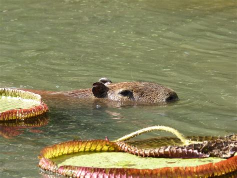 25 Cabiaï Hydrochoerus Hydrochaeris Capybara Jardin B Flickr