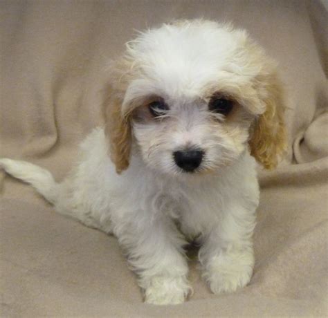 Cavachon Puppies For Sale In London London West London Pets4homes