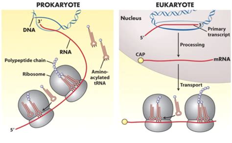 CH. 9 MOLECULAR BIOLOGY OF TRANSLATION Flashcards | Quizlet 