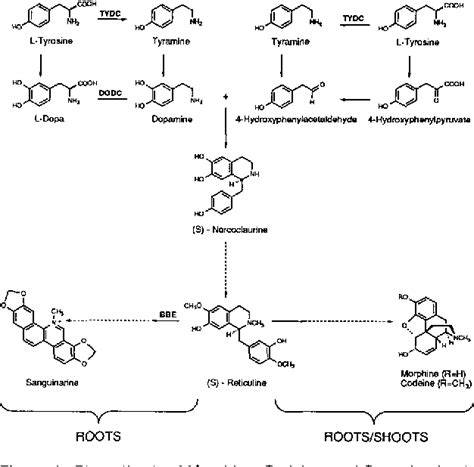 Figure 1 From Phloem Specific Expression Of Tyrosine Dopa Decarboxylase