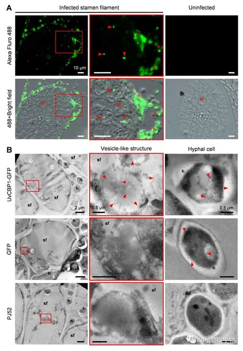 Molecular Plant 四川农业大学研究揭示水稻稻曲病的抗性基因！ 知乎