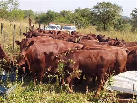 Polícia Civil Encontra 46 Cabeças De Gado Que Haviam Sido Furtadas De