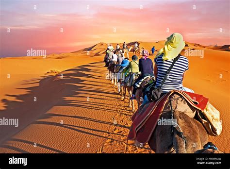 Camel Caravan Going Through The Sand Dunes In The Sahara Desert