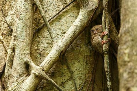 Tarsier Espectral Espectro Del Tarsius Retrato De Mamíferos Nocturnos