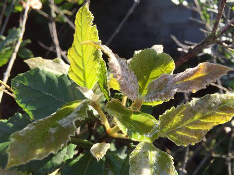 Curtisia Dentata Assegai Tree Leaves Trees To Plant Plant Leaves Plants