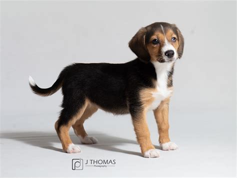 Aussie Beagle Puppy Tri Color ID:18609 Located at Petland Topeka, Kansas