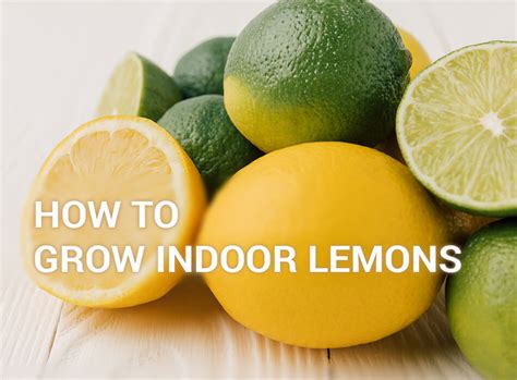 How To Grow An Indoor Lemon Tree