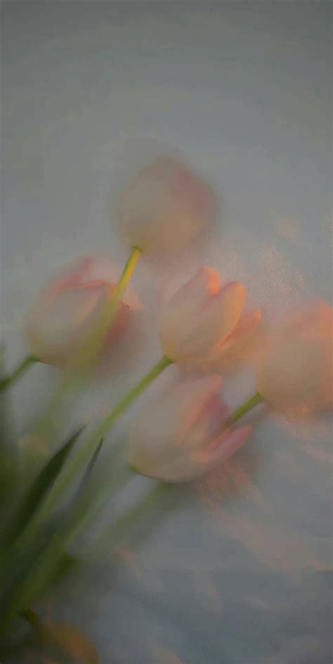 Pin By Zmn On Tulip Iphone Wallpaper Photos Artistic Wallpaper