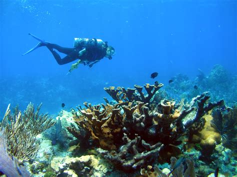 Coral Reefs And Climate Change Interviews Naked Scientists