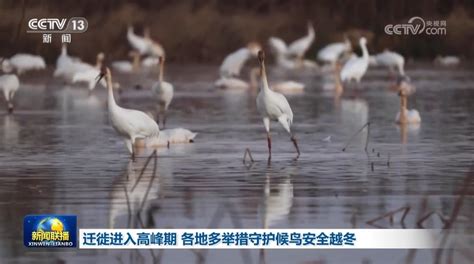 迁徙进入高峰期 各地多举措守护候鸟安全越冬鄱阳湖小雪新浪新闻