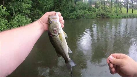 Finesse Fishing For Largemouth Bass Wacky Rigs Youtube