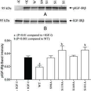 Inhibition of IGF-IR Activation by WT and Mutant IGFBP-1 from CHO Cell ... 