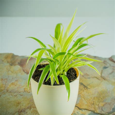 Spider Plant Chlorophytum Comosum — Heartyculture Nursery