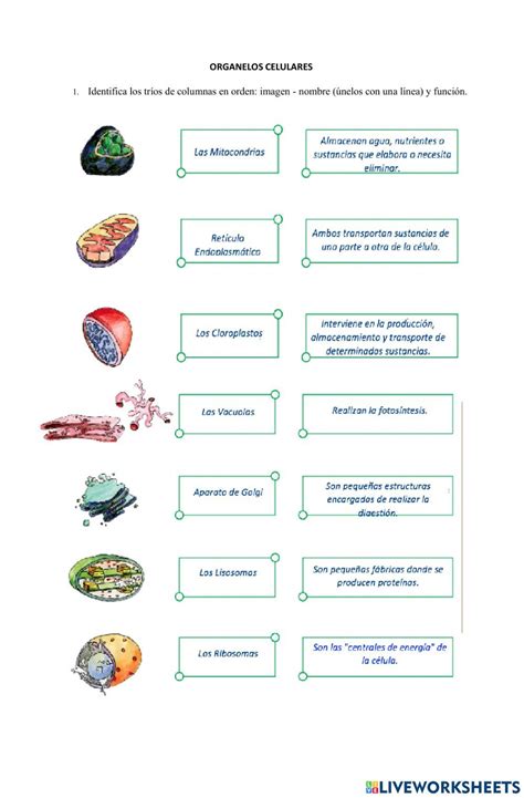 Organelos Celulares Worksheet For 6