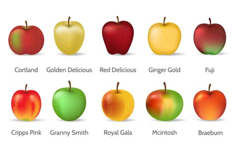 Apple types set By vectortatu | TheHungryJPEG