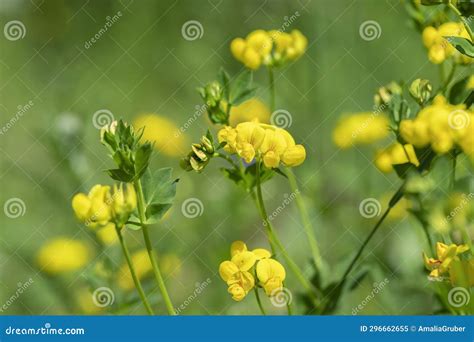 Common Bird S Foot Trefoil Lotus Corniculatus Stock Image Image Of