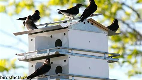 BEST PURPLE MARTIN BIRD HOUSING CHOOSING-BIRDSFACT
