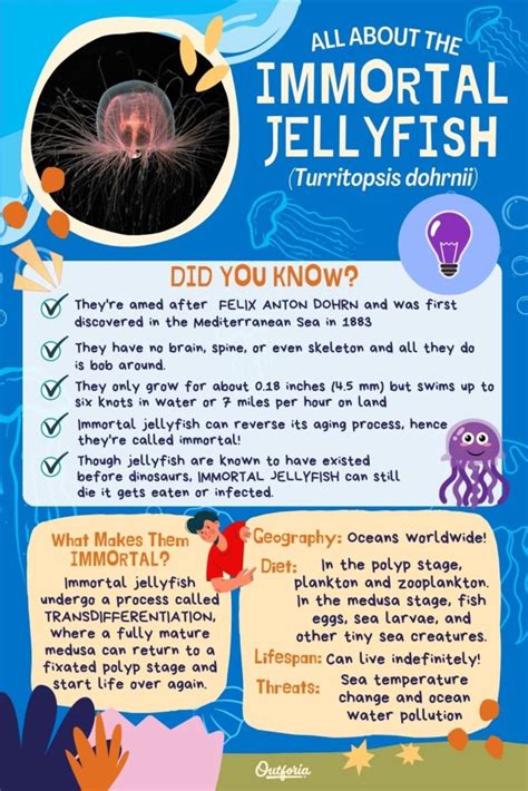 The Curious Case Of The Immortal Jellyfish