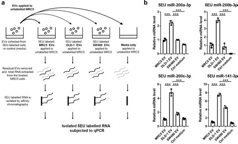 (a) Schematic of RNA pull down experimental set‐up. Nascent RNA was ...