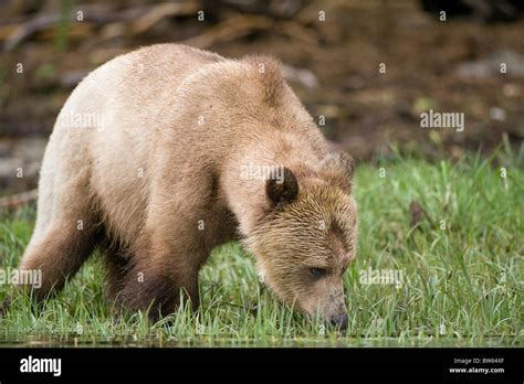 Grizzly Bear Ursus Arctos Horribilis Female Knight Inlet Stock Photo